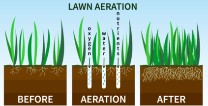 Diagram showing lawn aeration: before, aeration with soil plugs, and after greener grass Diagram showing lawn aeration: before, aeration with soil plugs, and after greener grass
