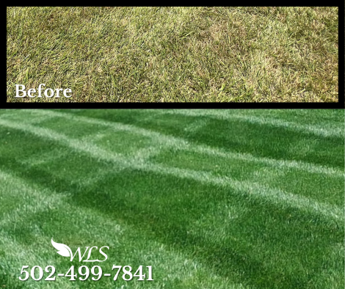 Lawn before and after: patchy brown grass above, lush green striped lawn below with WCS logo and phone number. Lawn before and after: patchy brown grass above, lush green striped lawn below with WCS logo and phone number.