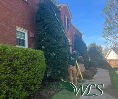 Man trimming tall hedge near a brick building, using a ladder and pole saw, under a blue sky. WLS logo visible.