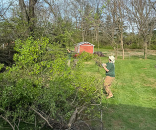 A person in a green shirt and hat prunes a large bush in a grassy yard near a small red shed.