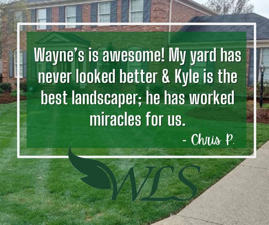 Testimonial for Wayne's Landscaping Services: Positive review from Chris P. praising Kyle for yard improvements. Green text over lawn image.