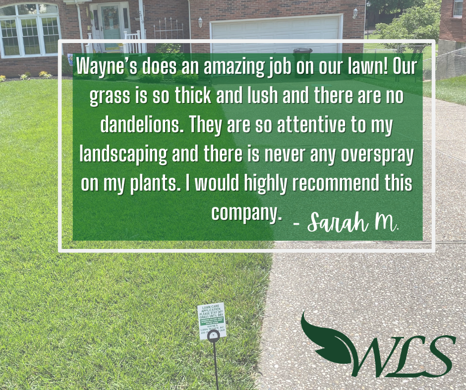 Lawn care testimonial: Green lawn with a homeowner's review stating Wayne's lawn care is amazing. Includes their logo, 