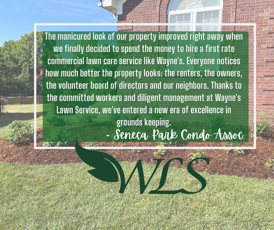 Testimonial for Wayne's Lawn Service: quote about improved property appearance, over a lawn image, and WLS logo.