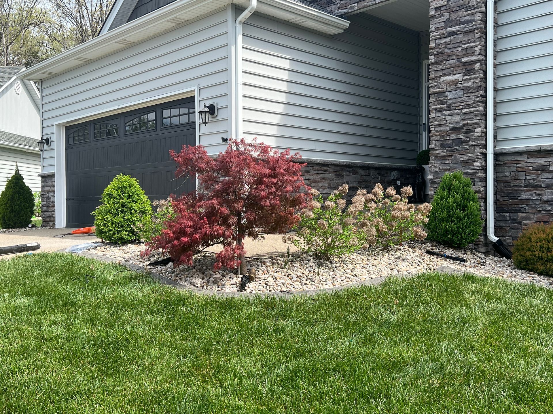 A suburban house with a red Japanese maple tree in the front yard, surrounded by green grass and a rock garden.