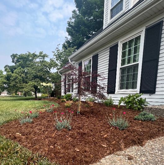 A house with black shutters and a mulch-covered flower bed filled with plants and a small tree.
