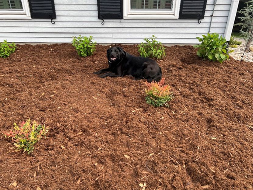 Black dog lounging in a bed of brown mulch in front of a white house, surrounded by green plants.