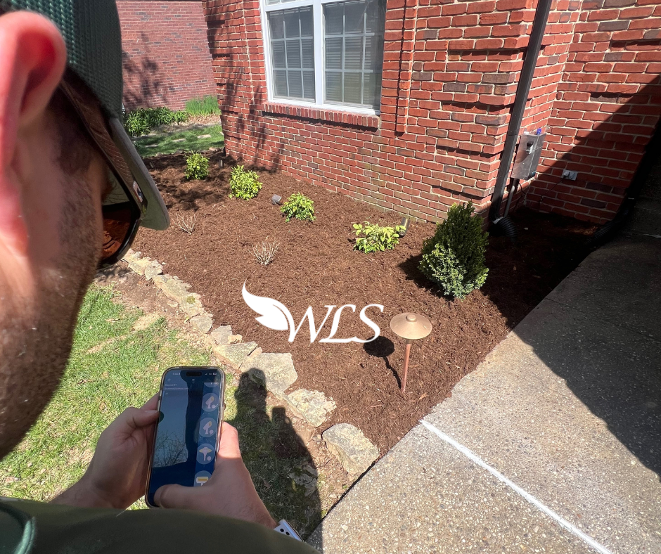 Person taking photo of newly landscaped garden bed next to a brick building. The bed contains plants, mulch, and a logo.