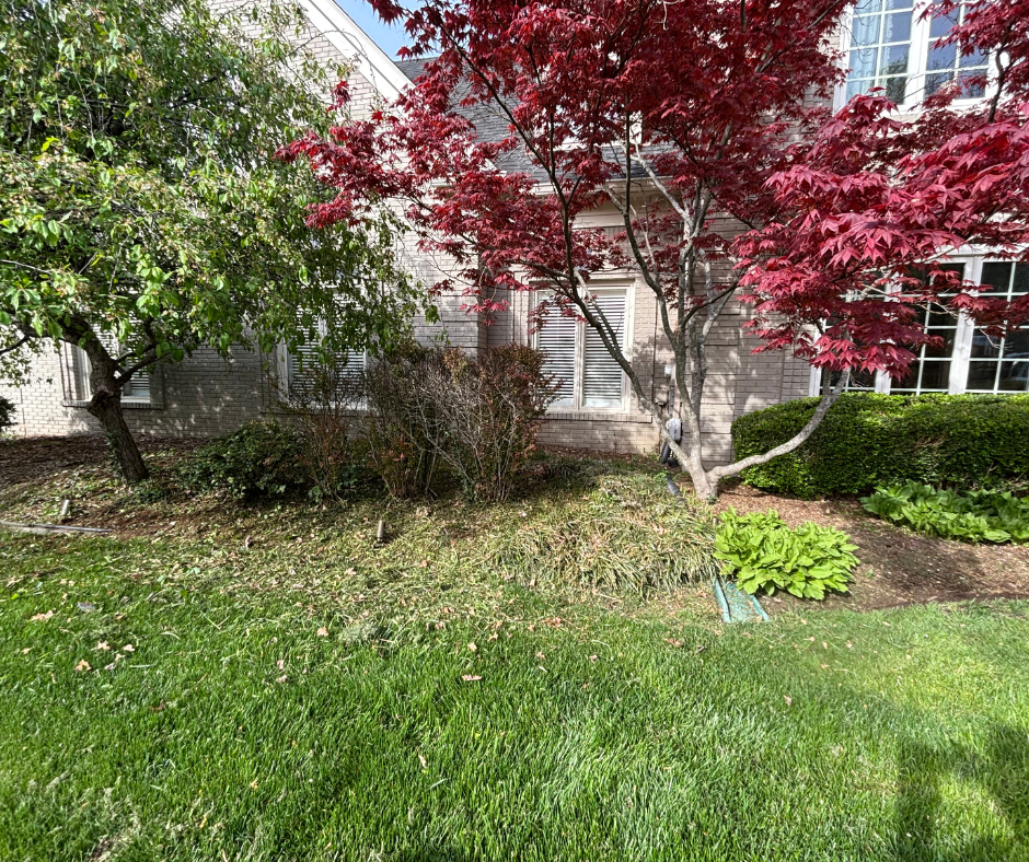 A landscaped yard with green grass, a red Japanese maple tree, and a light-colored house.