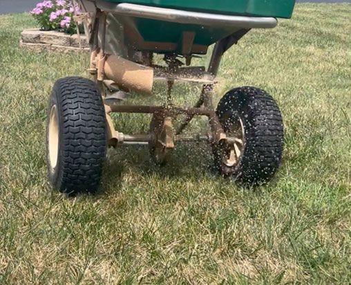 Lawn spreader dispensing granular material onto grass, viewed from the back. Lawn spreader dispensing granular material onto grass, viewed from the back.