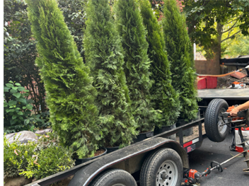 Four tall green trees on a trailer, ready for transport. A person is seen near the trailer. Four tall green trees on a trailer, ready for transport. A person is seen near the trailer.