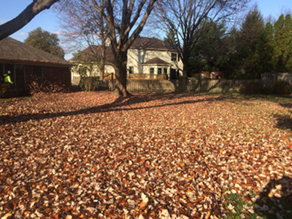 Yard covered in fallen brown leaves, with a large tree and a house in the background on a sunny day.