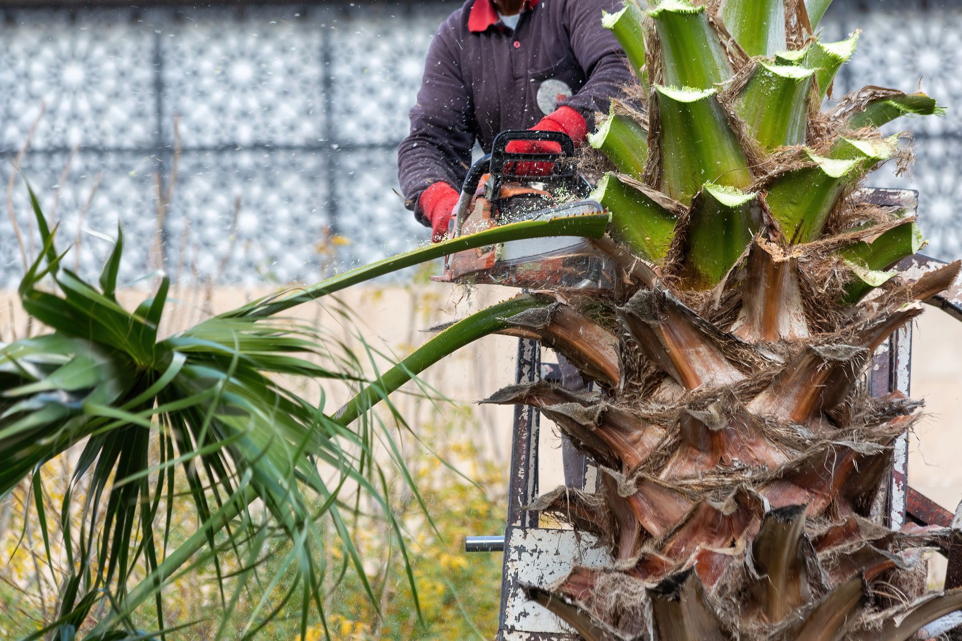 A man is cutting a palm tree with a chainsaw.