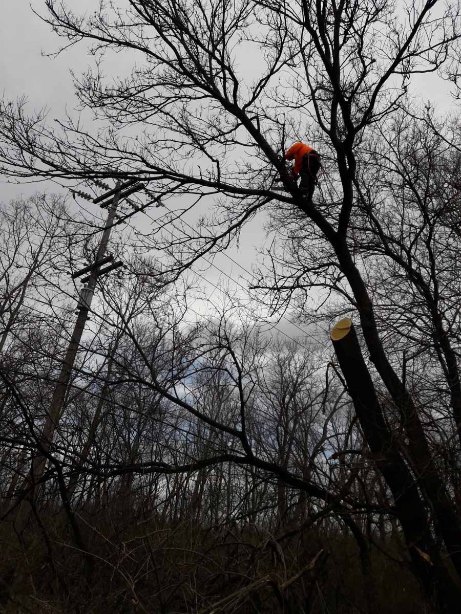 A man is climbing a tree with a chainsaw