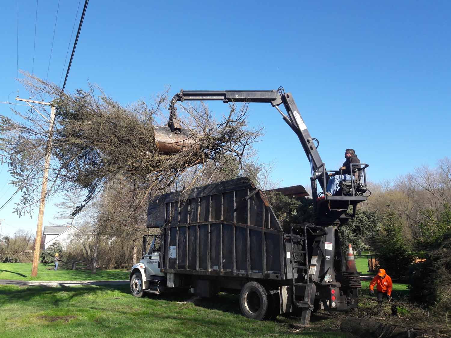 A dump truck with a crane attached to it is carrying a tree.