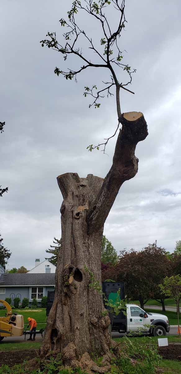 A large tree stump with a tree growing out of it.