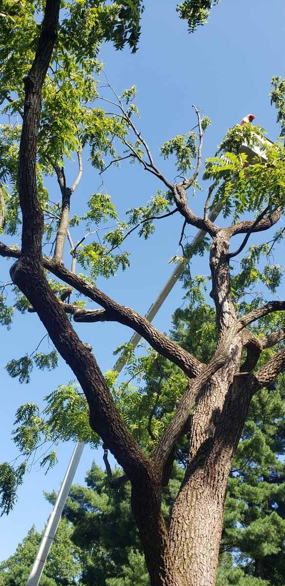 A large tree with lots of branches and leaves against a blue sky.