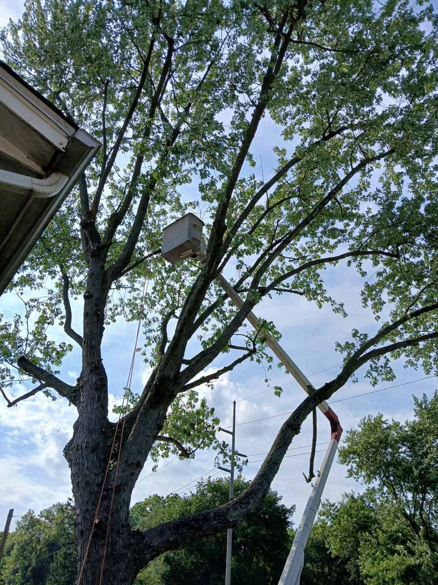 A birdhouse is hanging from a tree in front of a house.