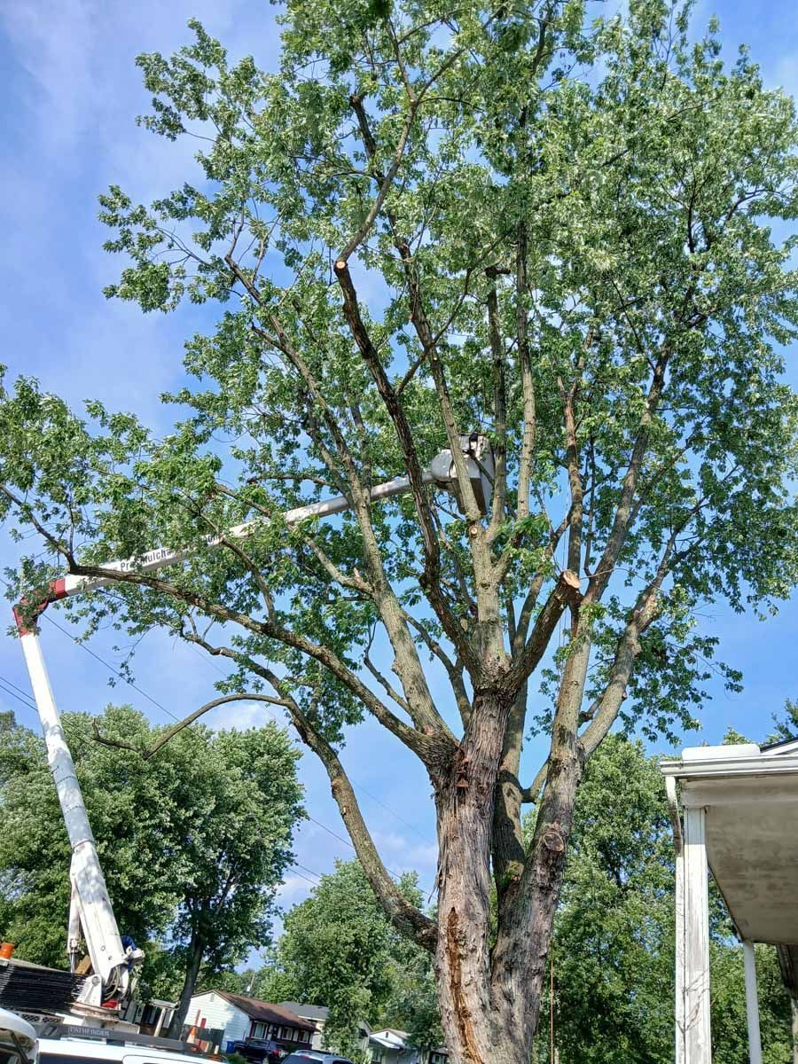 A man is cutting a tree with a crane.