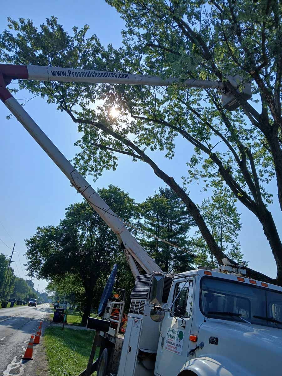 A white truck is cutting a tree with a crane.