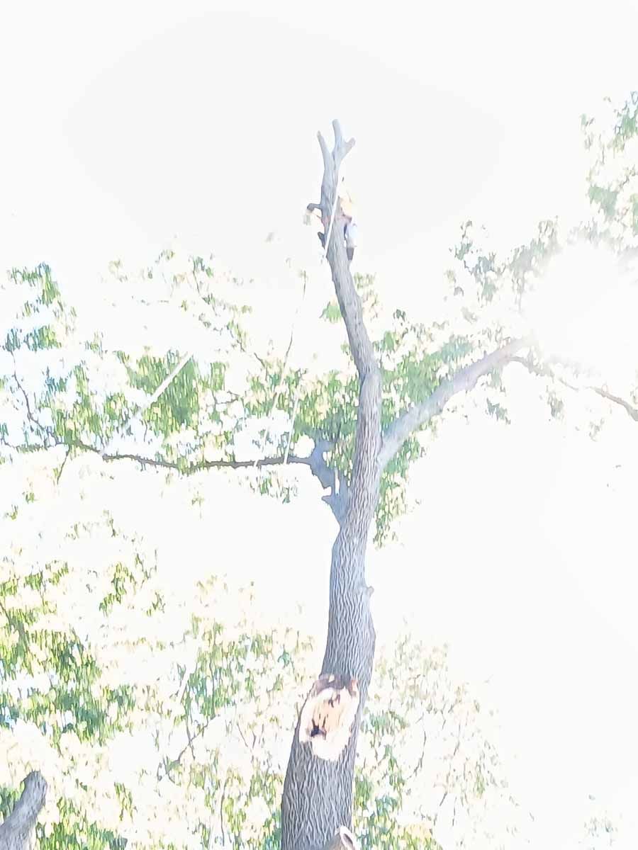 A tree with a hole in the middle of it against a white background.