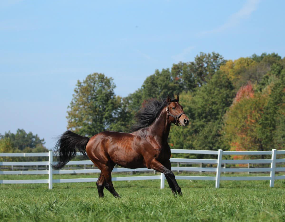 Thoroughbred Breeding | Buckeye Stallion Station | OH