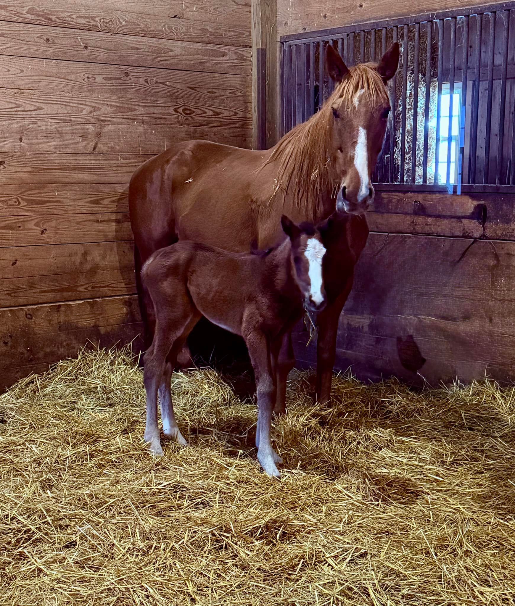 A brown horse standing next to a foal in a barn