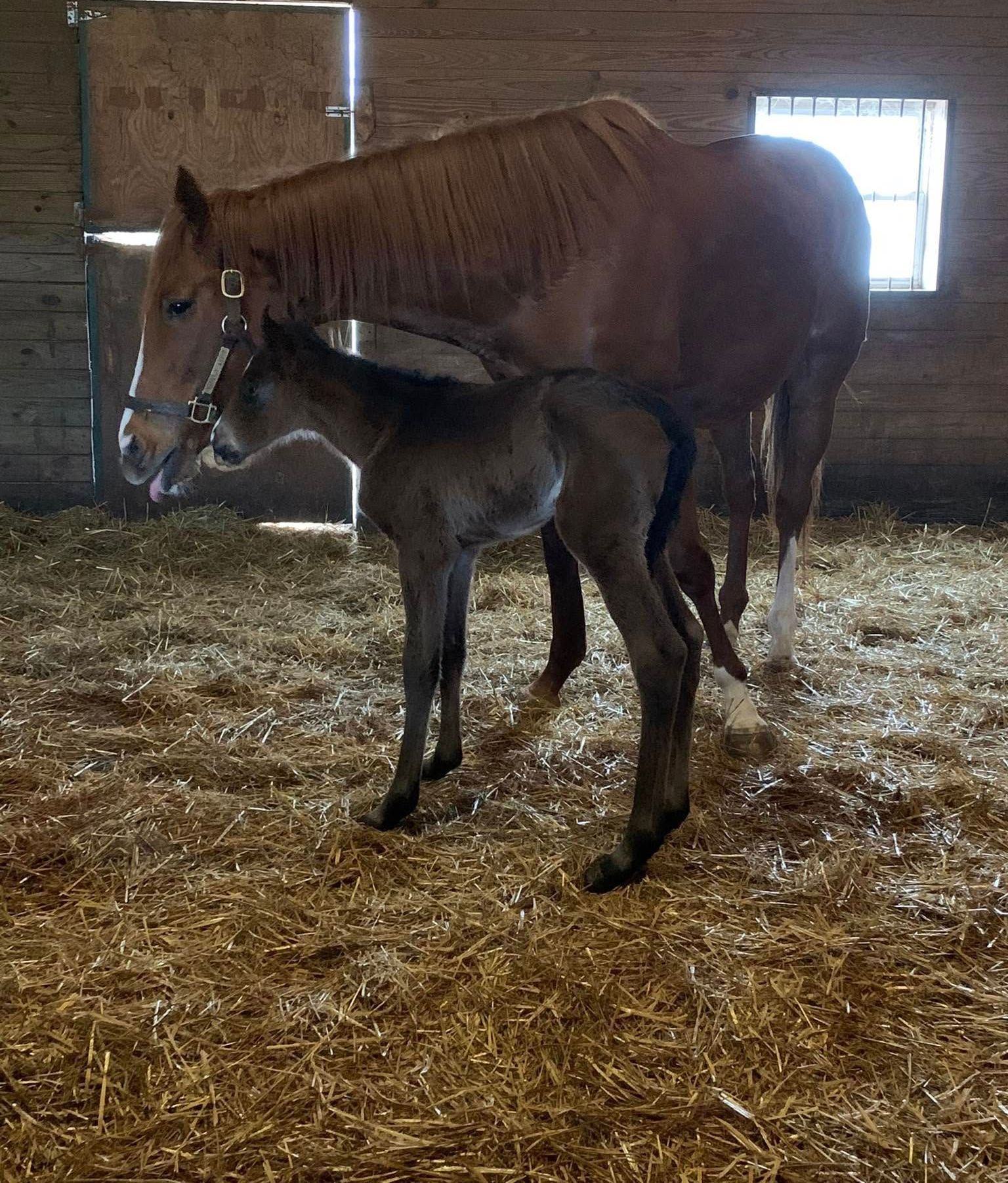 2025 Foals from Buckeye Stallion Station in Ohio. Winning Stallions