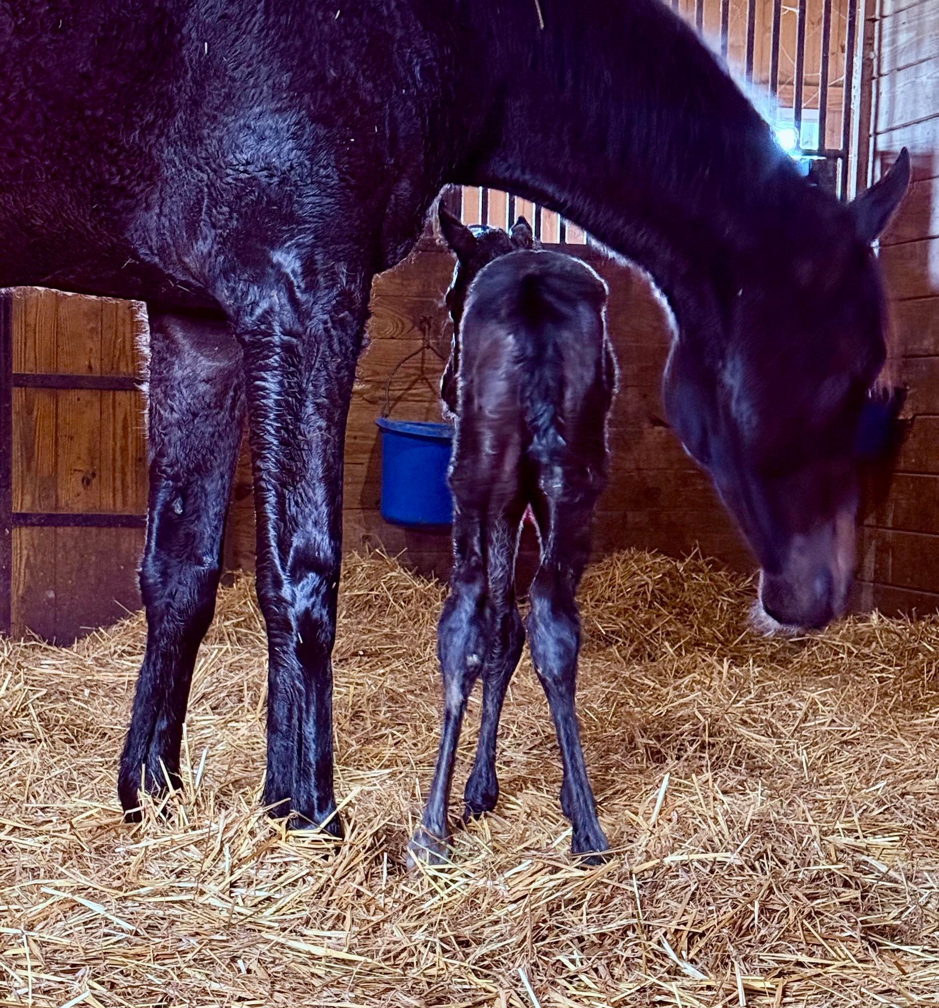 2025 Foals from Buckeye Stallion Station in Ohio. Near Kentucky, Pennsylvania champion breeding 