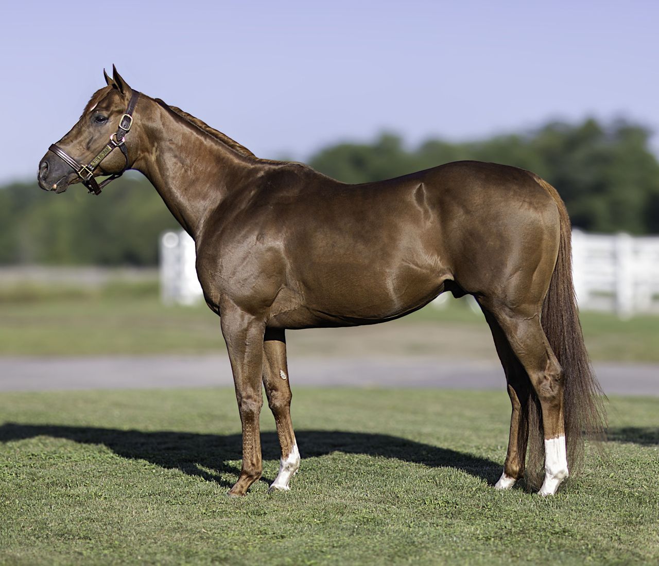 ARMY STAR Multiple winning son grade 1 sw grade 1 sire.