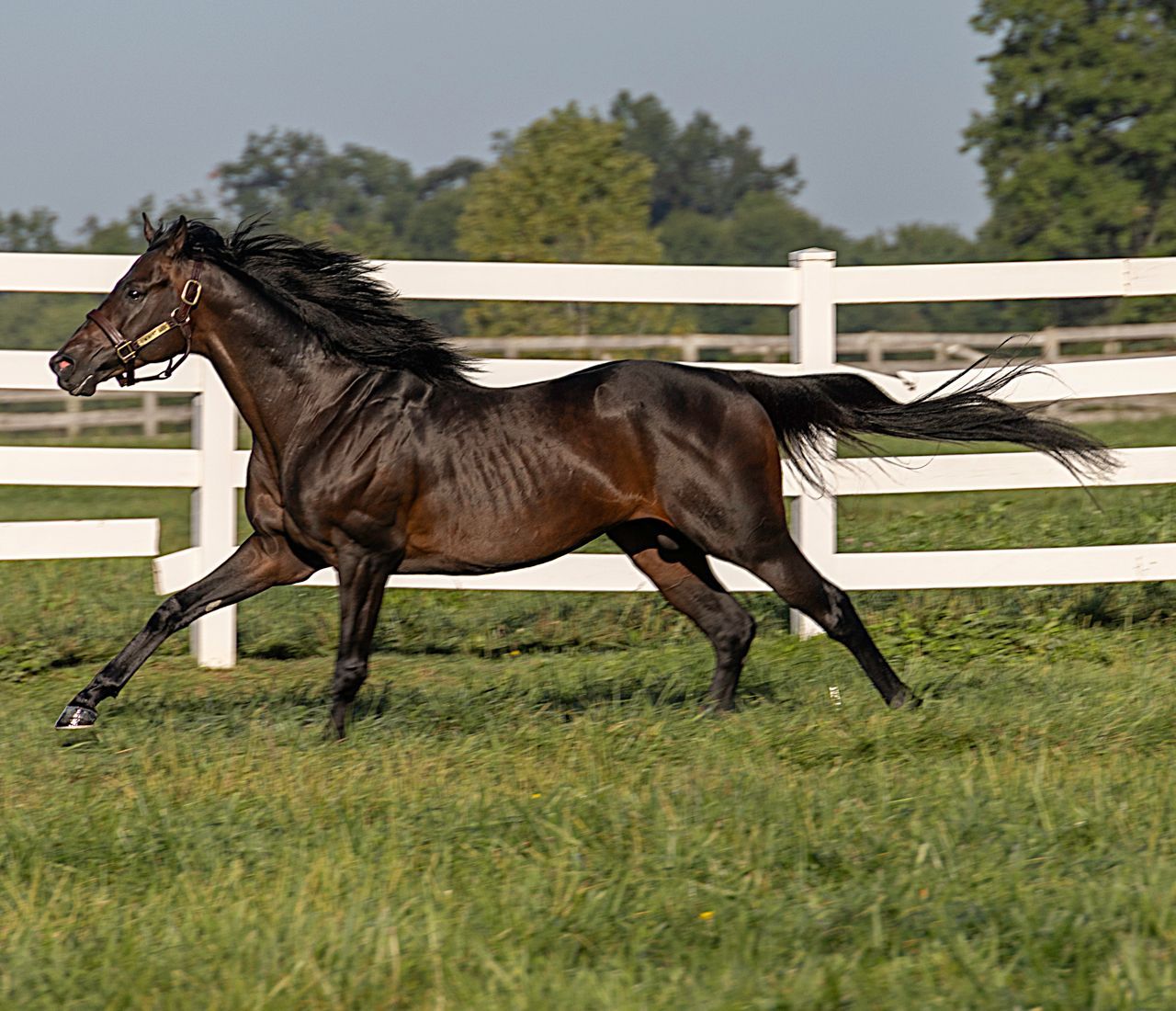 DOMINANT SOUL, Mr. Prospector, Del Mar Derby, Dominant Soul is by DOMINUS