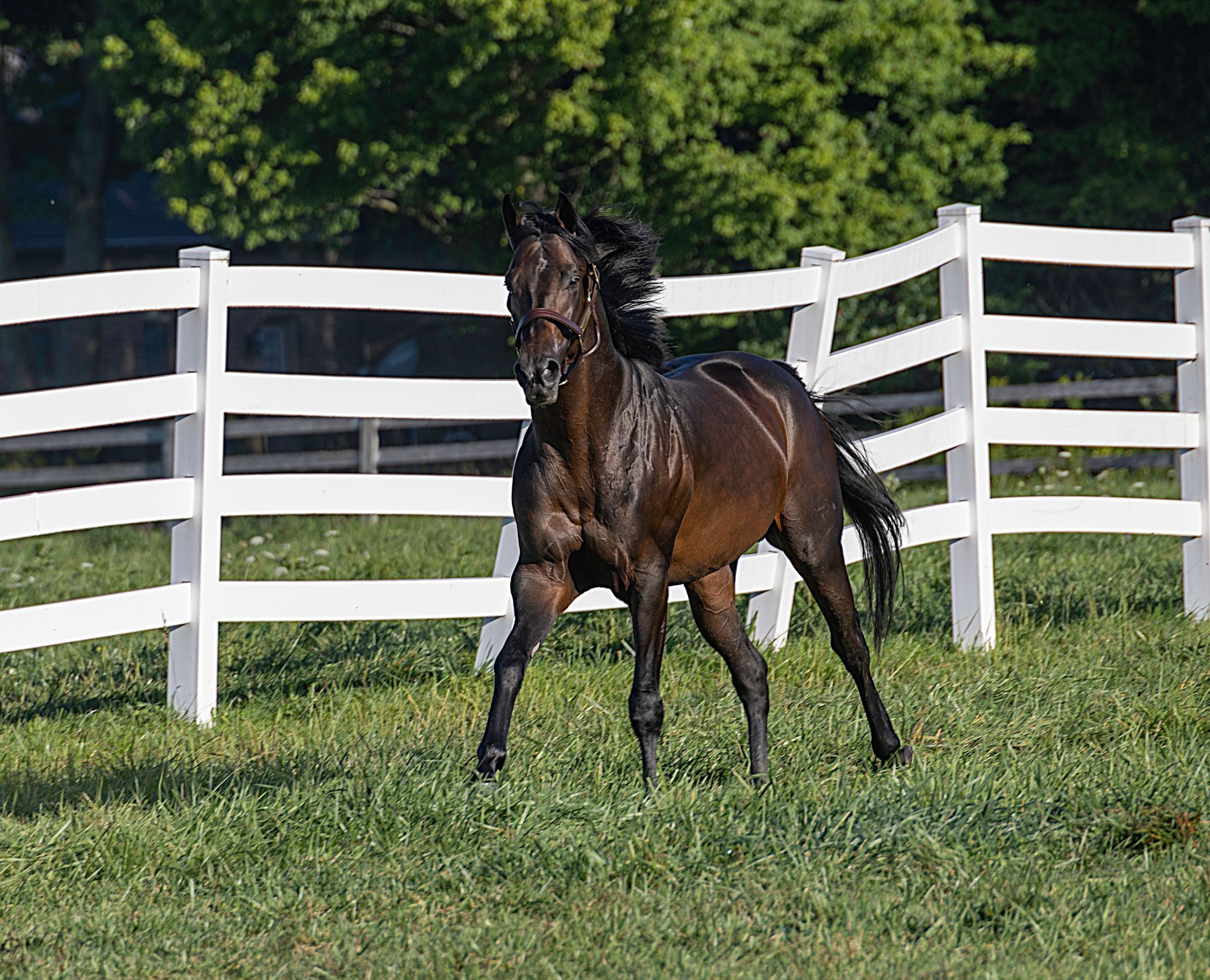 Stallion Horse Farm, near Kentucky, Michigan, Pennsylvania, Indiana with winning sires Tapidor,
, Dominant Soul, Texas Red, 