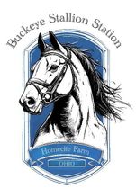 Buckeye Stallion Station Horse Studs and breeding in Ohio, Kentucky, Michigan, Indiana, & Pennsylvania