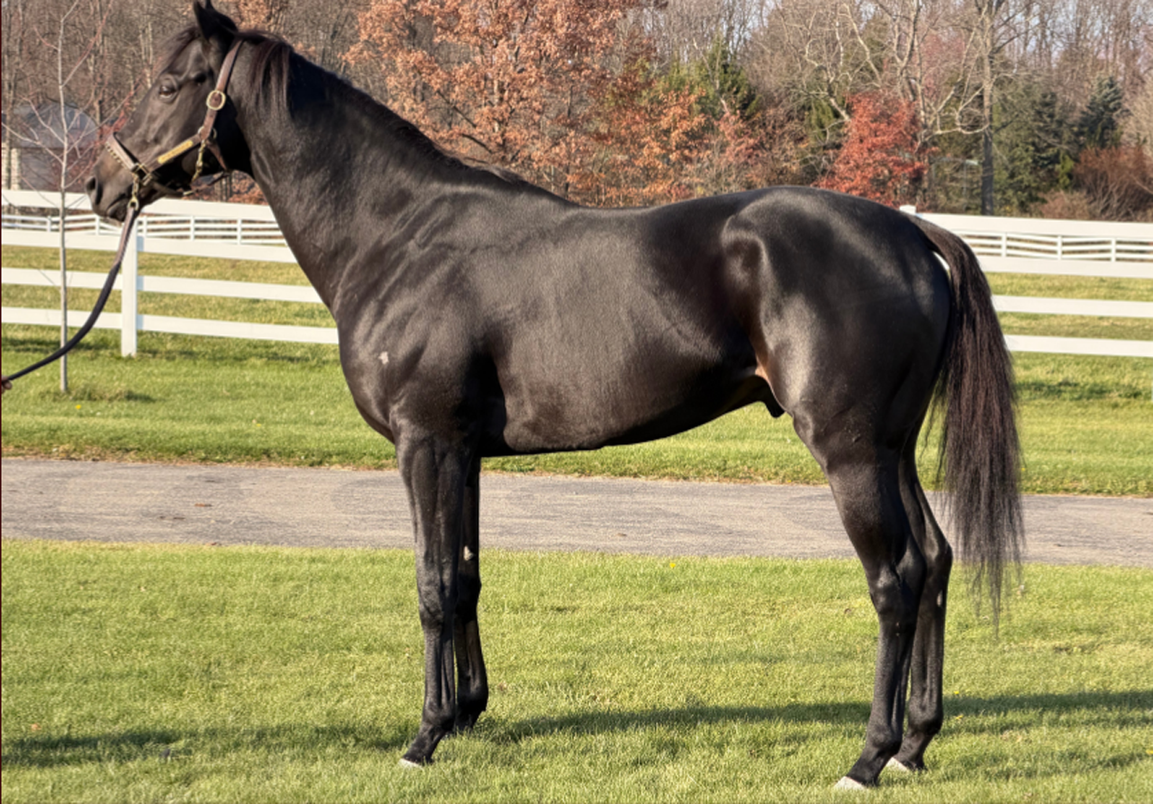 Itza Mirrakle stallion breeding in Ohio