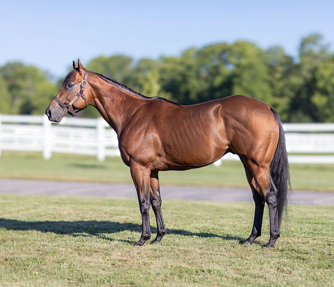 Need More Mo Uncle Mo - Needmore Flattery, by Flatter. HALF-BROTHER TO TAIBA-G1