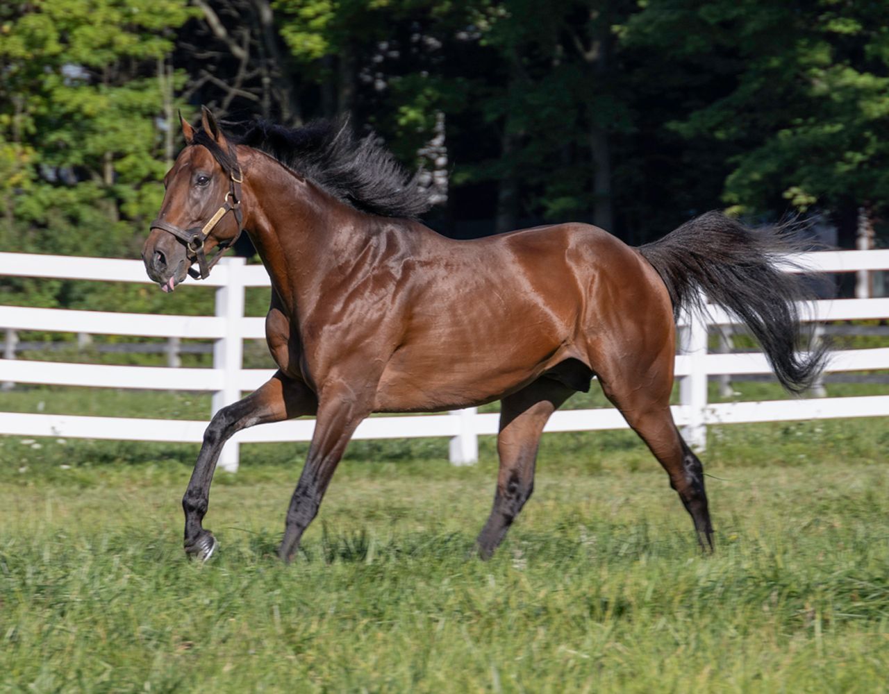 A brown horse is running in a grassy field in front of a white fence.
