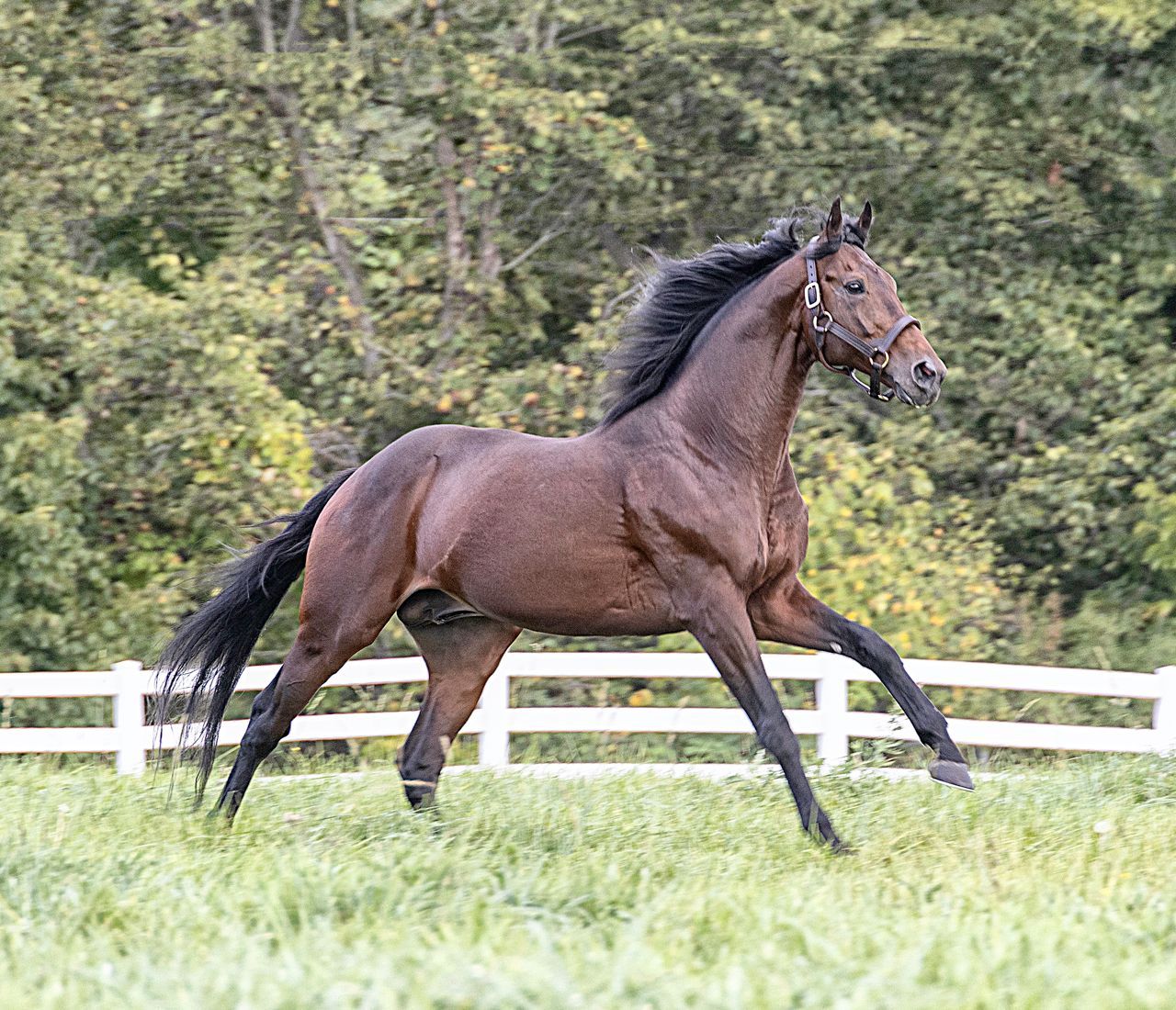 SEGOVIA  Dominus – Winner of A maiden special weight race at Pim