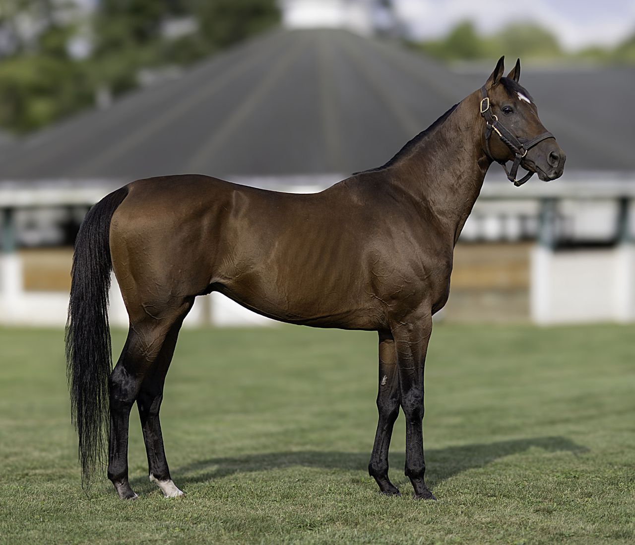 SNAGHarlan’s Holiday – Intensify, by Unbridled’s Song. By HARLAN’S HOLIDAY, sire of record setting sire INTO MISCHIEF