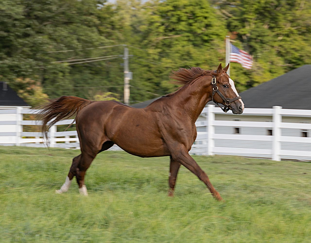 A brown horse is running in a grassy field in front of a white fence.