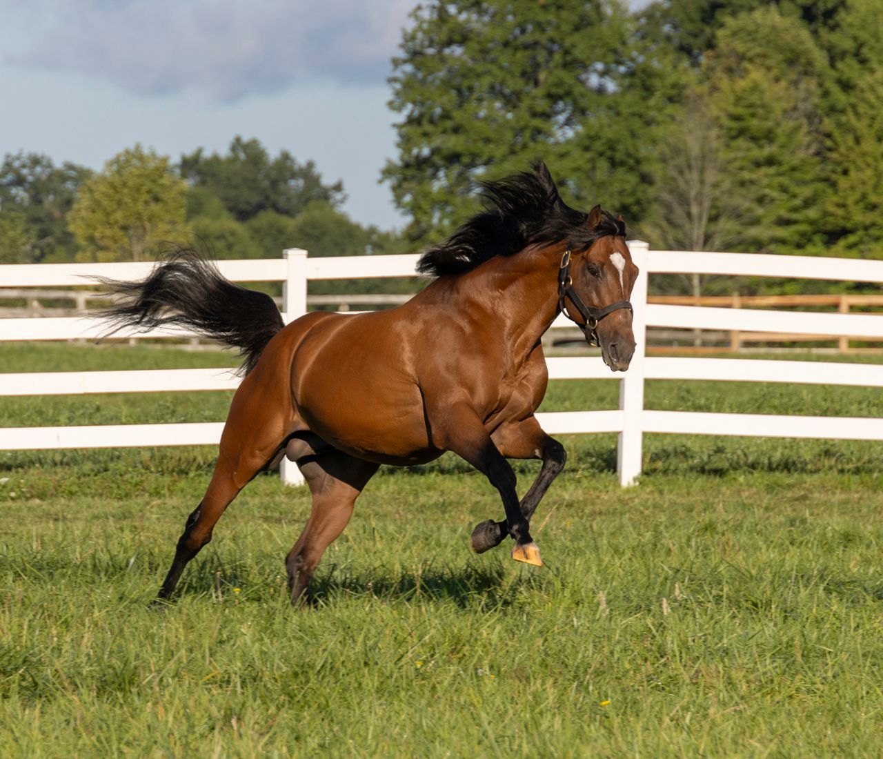 TEXAS RED  by AFLEET ALEX, black-type stakes winner of 8 races.