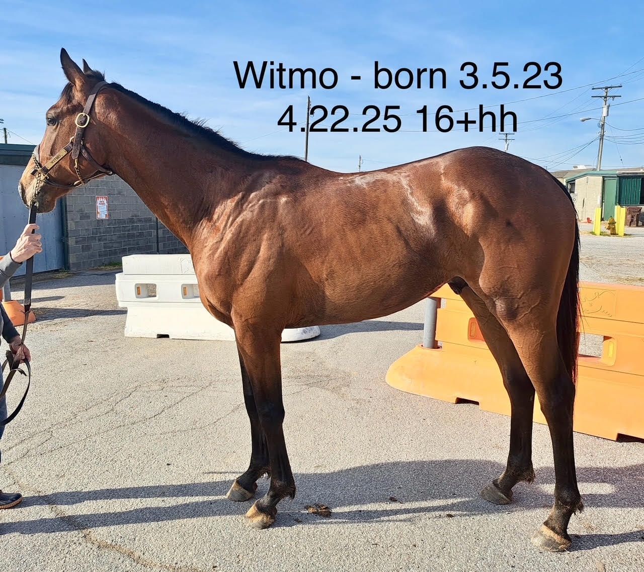Witmo 3 5 2023 from Need More Mo 