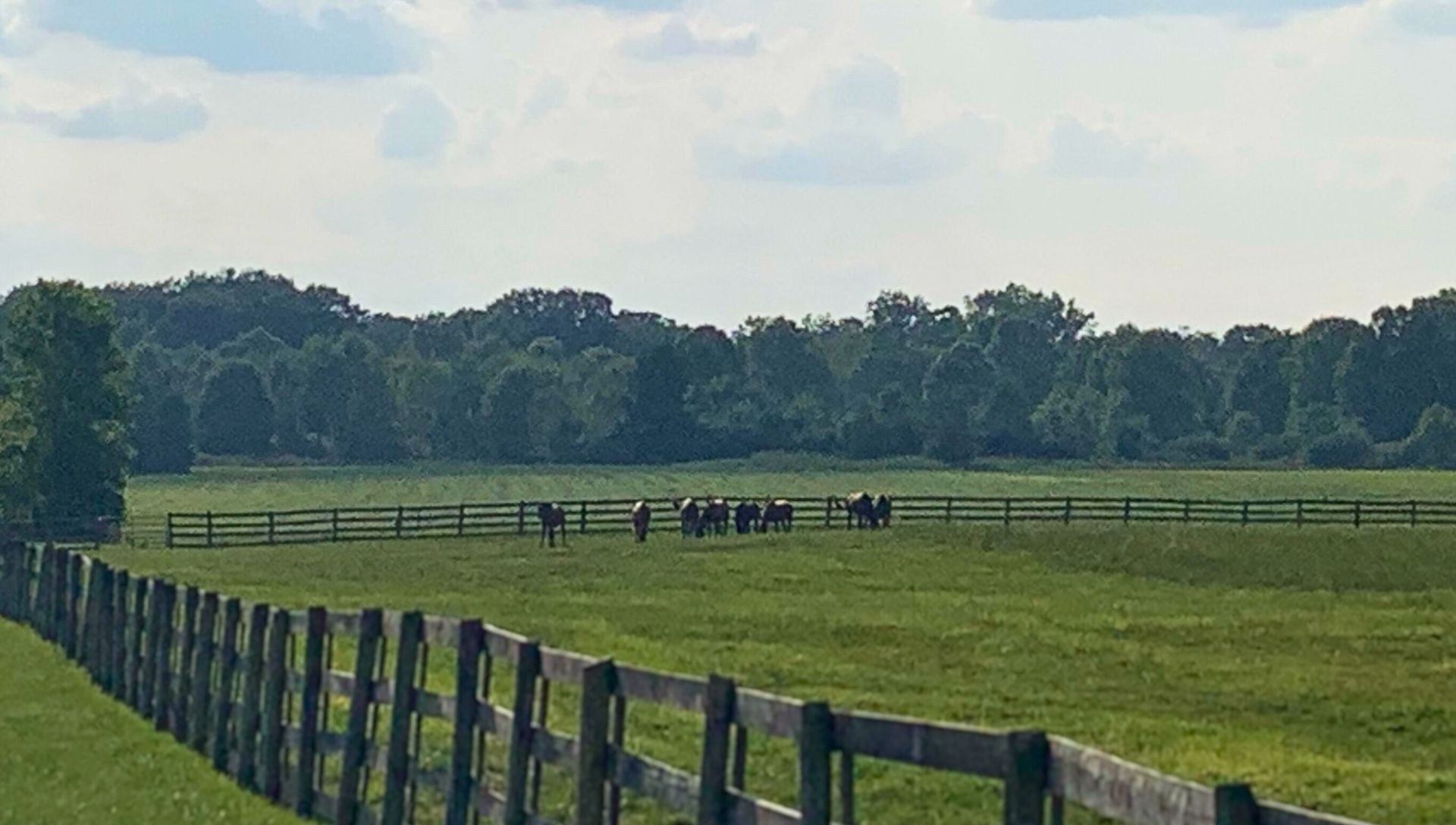 Buckeye Stallion Station Mare Care Horses breeding and mare Care in Ohio, Kentucky, stallion farm