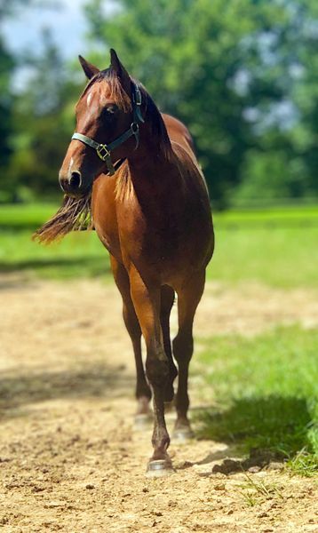 Witmo foal for need more mo 2025
