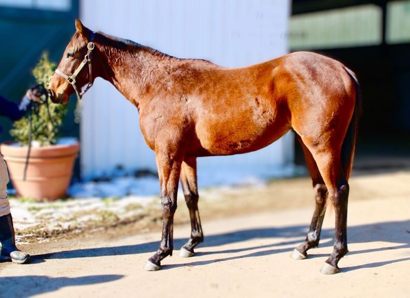 Witmo foal for need more mo 2025