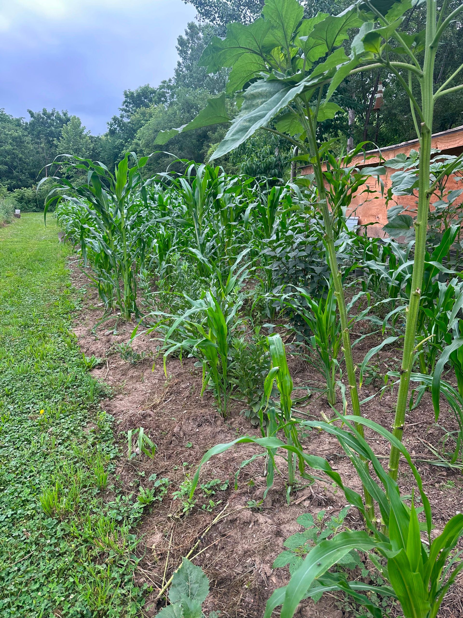Image of agriculture at CMPI's Grant Street location