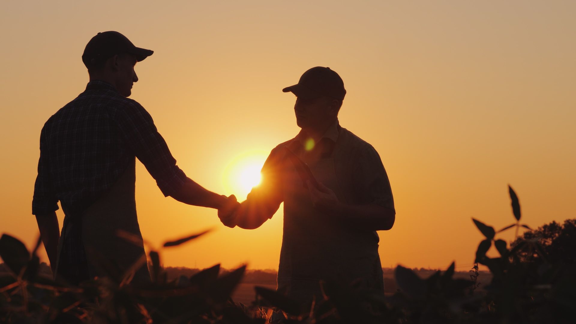 Two men are shaking hands in a field at sunset.