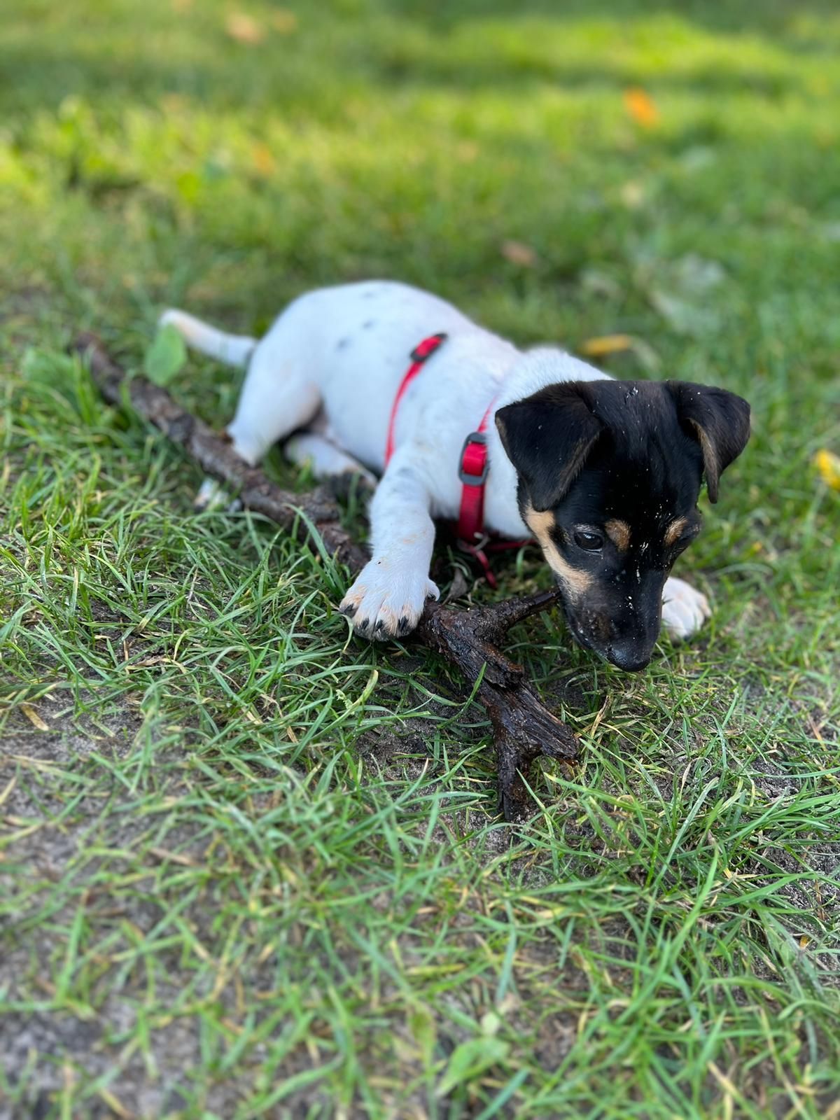 Tarieven, puppytest