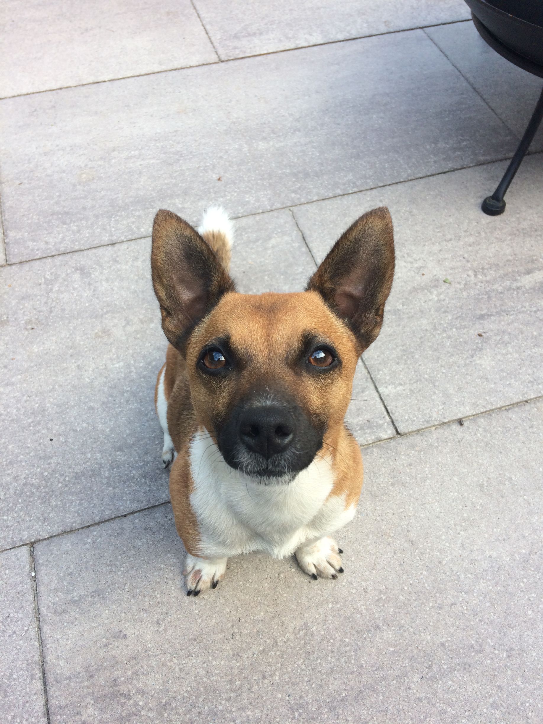Tarieven, Puppy coaching, 1 op 1 puppycursus, puppytest