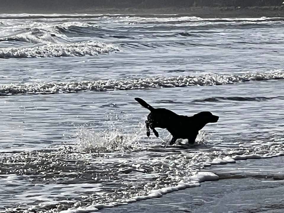 Black Labrador playing in the sea at South Bay Beach in Scarborough.
