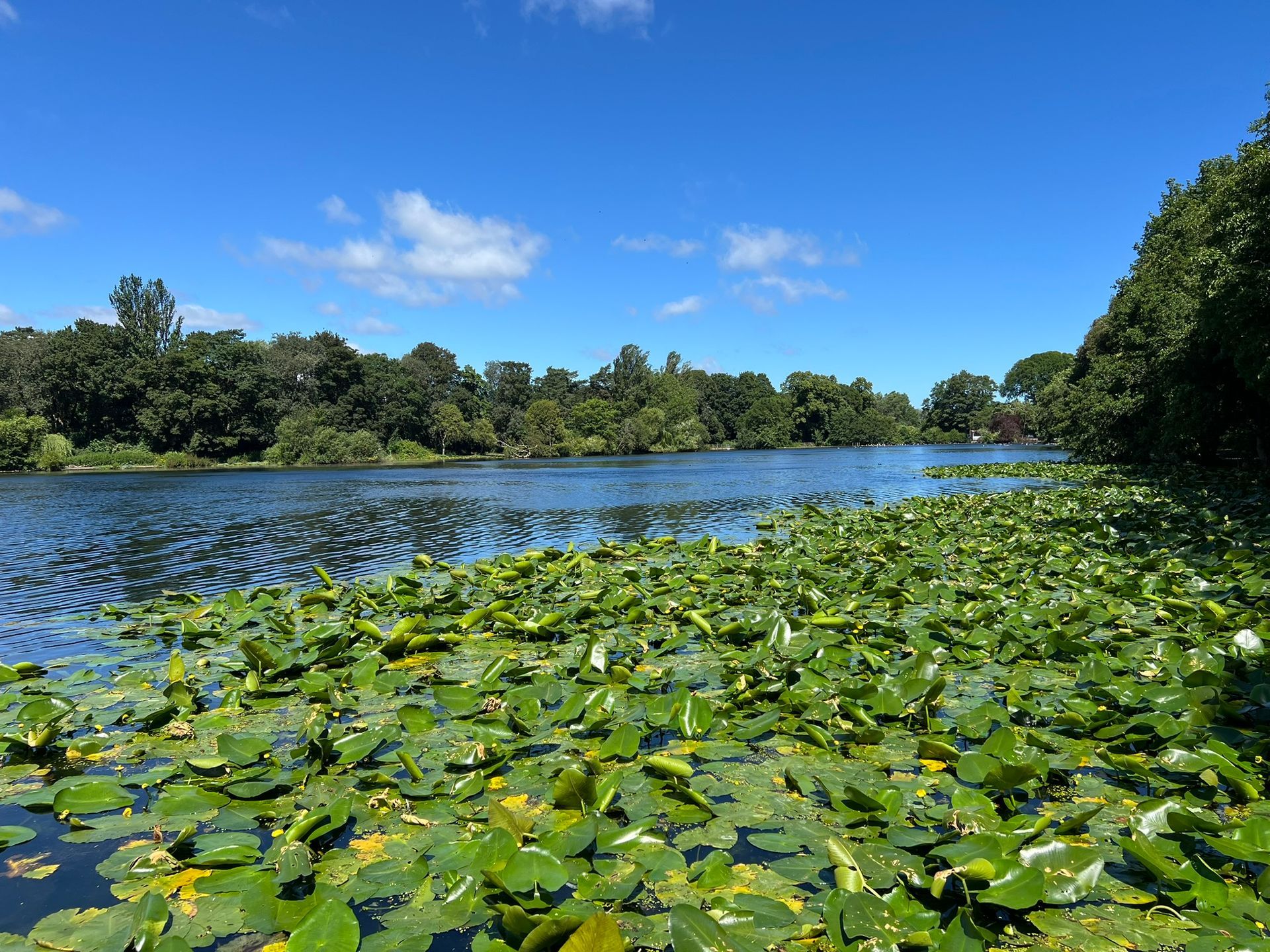 Peaceful view across The Mere in Scarborough, with beautiful water lilies, trees, and greenery all around.