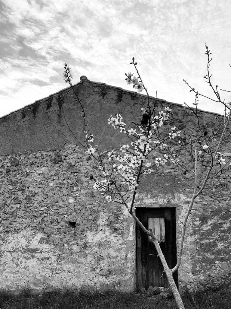almond blossom algarve